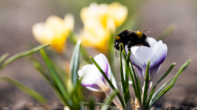 Весна у самой бровки: в Калининграде зацвели ирисы и крокусы (фоторепортаж)  