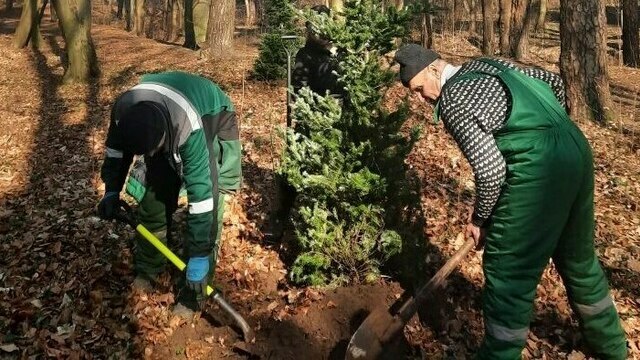Новогодние пихты в Калининграде высадили из кадок на постоянное место (фото)  