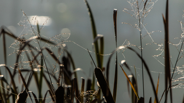 От заморозков к теплу: какая погода ожидается в Калининградской области 20 марта