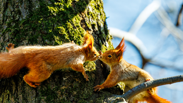 Белки на Литовском валу в Калининграде