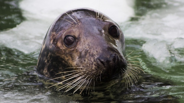 Бах, тюлени и молодые звезды: ТОП-11 событий в Калининграде и области на выходных