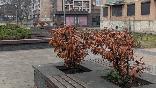 Специалисты разберутся: Елена Дятлова прокомментировала состояние декоративных кустарников на Рокоссовского