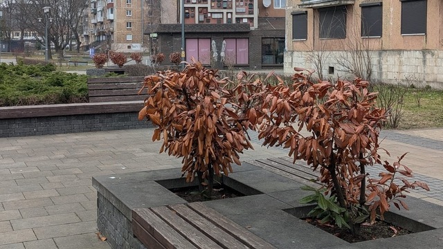 Специалисты разберутся: Елена Дятлова прокомментировала состояние декоративных кустарников на Рокоссовского (фото)  