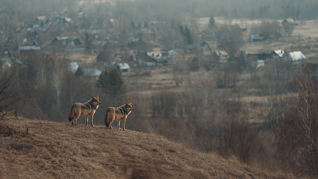 По старой памяти: эксперт рассказал, зачем в посёлок на Калининградском заливе наведались волки  