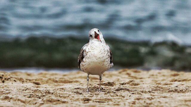 До +14°С и без осадков: погода в Калининградской области на воскресенье