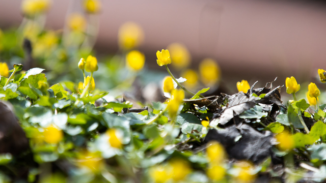 В Калининградской области к началу апреля может ощутимо похолодать — синоптики
