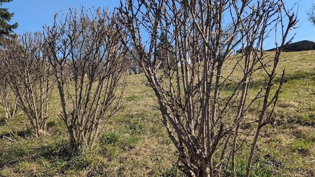На лыжах по газону: зачем и когда это нужно делать, рассказал калининградский агроном  