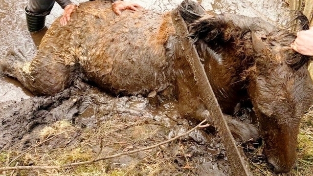 Счёт шёл на минуты: поисковики «Совести» спасли жеребёнка