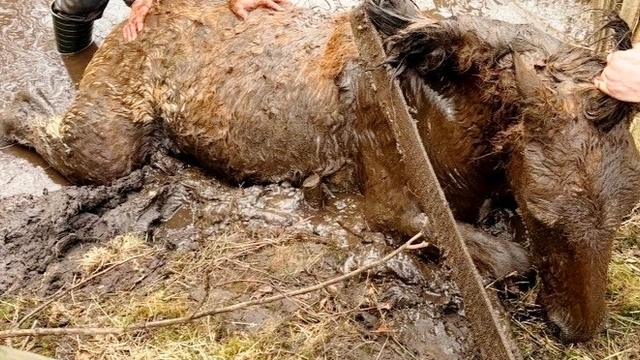 Счёт шёл на минуты: поисковики «Совести» спасли жеребёнка