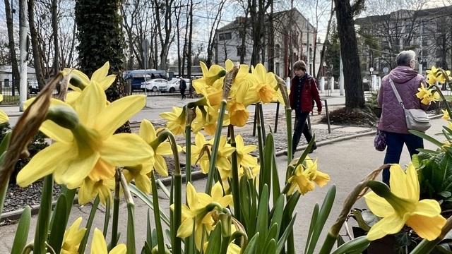 Калининградцев в конце марта вместо цветов ждет снег