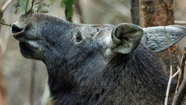 Утренняя хозяйка леса: лосиха на Куршской косе попала в объектив