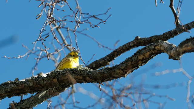 Обыкновенная овсянка - Куршская коса в марте