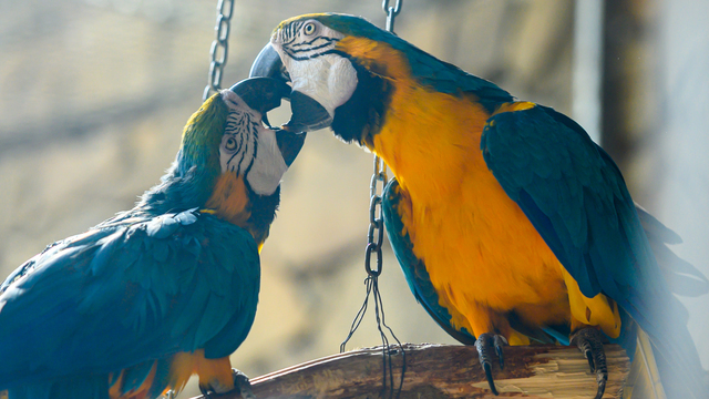 Страусиные бега и «птичье путешествие»: в зоопарке устроят семейный праздник