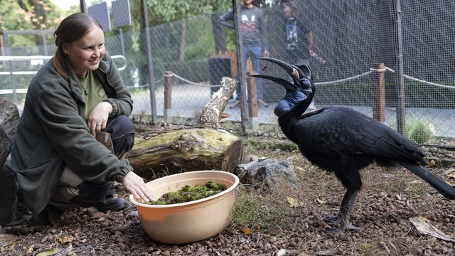 Праздники в честь птиц и короля: ТОП-14 событий в Калининграде и области