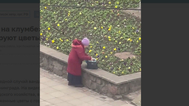Поймали на клумбе: в центре Калининграда снова воруют цветы (видео)