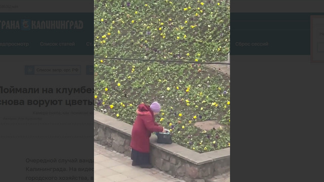 Поймали на клумбе: в центре Калининграда снова воруют цветы (видео)