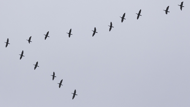 Возвращение ближних мигрантов: на Куршской косе сезон кольцевания начнут раньше обычного