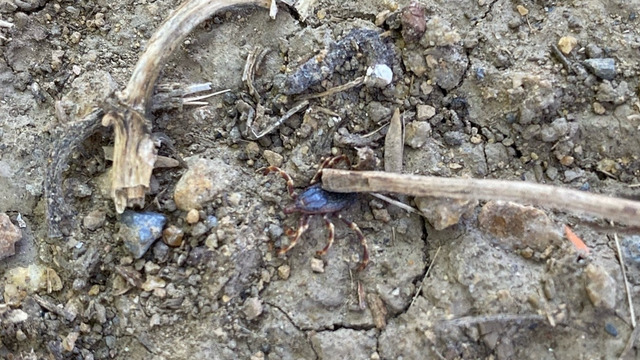 Калининградец утверждает, что заметил на Девау клеща размером с майского жука (фото)  