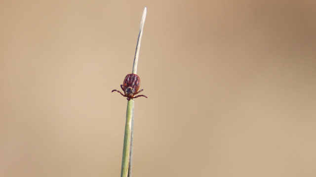 Стоит ли калининградцам опасаться редкого вида клещей, которые «быстро бегают и жалят», рассказал эксперт   