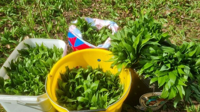 «Черемша, она кругом!»: калининградцы начали активно собирать первый весенний дикорос (фото)  