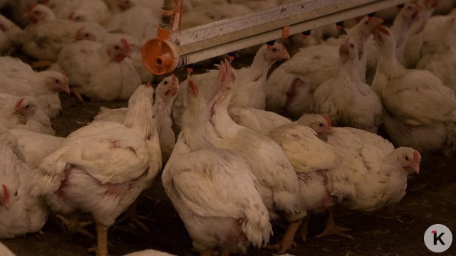 В Калининградской области растёт поголовье птицы, но снижается производство яиц  