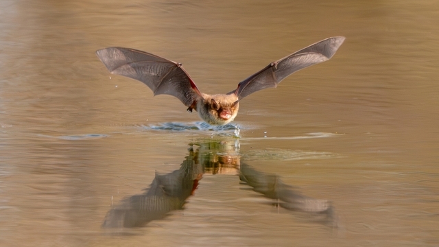 Дневное дефиле ночницы: калининградка сфотографировала летучую мышь (фото, видео)  