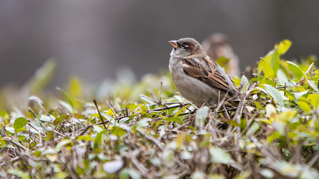 Солнечно и до +11: прогноз погоды в Калининграде на 28 марта