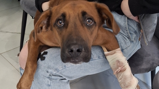 Переехали лапу и бросили на дороге: калининградские волонтёры спасают пса, четыре дня лежавшего с открытым переломом