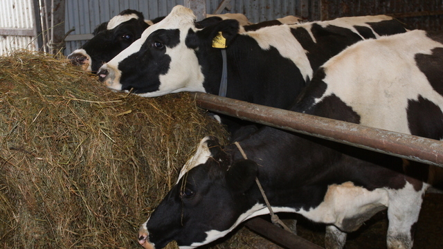 В области растёт поголовье, но падает производство мяса