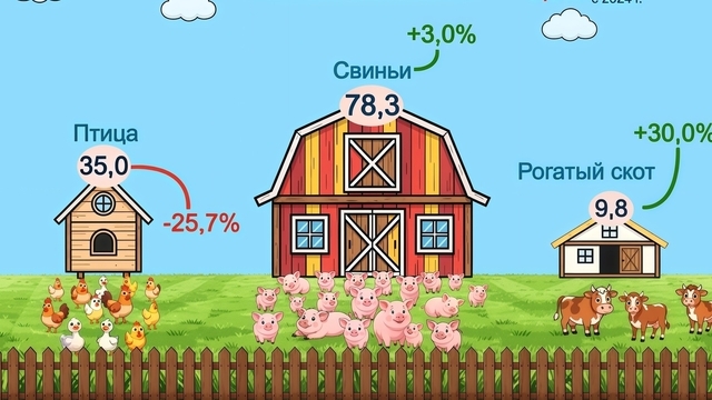В области растёт поголовье, но падает производство мяса