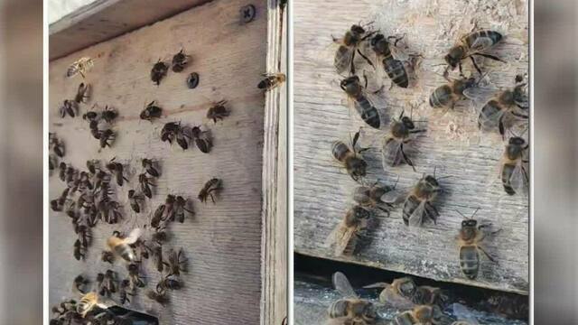 Пчелиный рой, который зимой нашли в Гурьевске на заснеженном кусте, благополучно дождался весны (видео)  