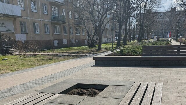 Погибшие от морозов лавровишни на Рокоссовского в Калининграде заменят на новые кустарники (фото) 