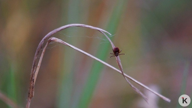 В Калининградской области с начала года клещи укусили 69 человек  