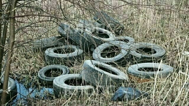 «Там как после артналёта»: в Багратионовском районе нашли свалку жжёных покрышек рядом с гнездовьями птиц (видео)  