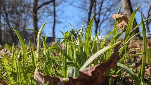 Чтоб газон зазеленел быстрее: калининградский агроном перечислил ошибки при первом весеннем скашивании  