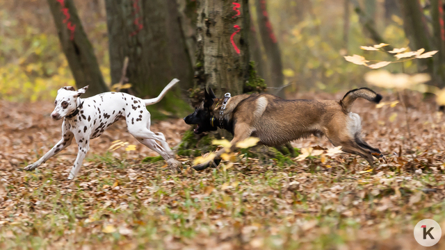 Покупки в рассрочку, въезд в Польшу и выгул собак: 18 важных нововведений, которые ждут калининградцев в апреле  