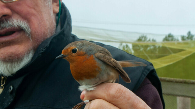  Подсчёт пернатых: на Куршской косе начался сезон кольцевания