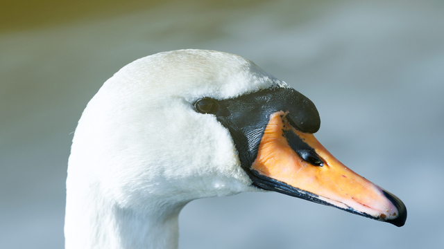 1 апреля - Международный день птиц