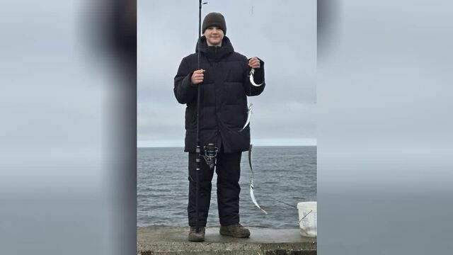 В Балтийске салаку можно с берега ловить руками — путина стартовала (видео)  