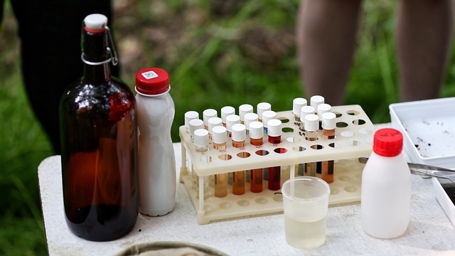 Тухлой рыбой в центре Калининграда воняет не речка — минприроды  