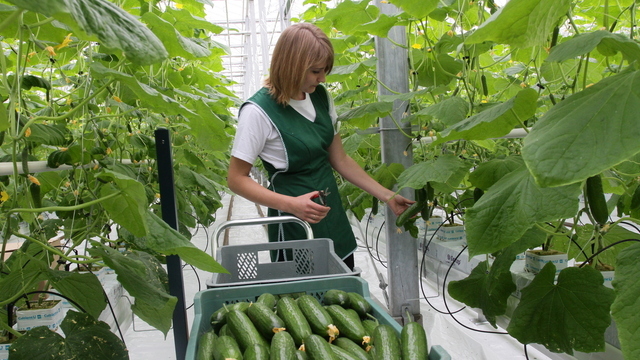 Огурцов в Калининградской области стали выращивать меньше 