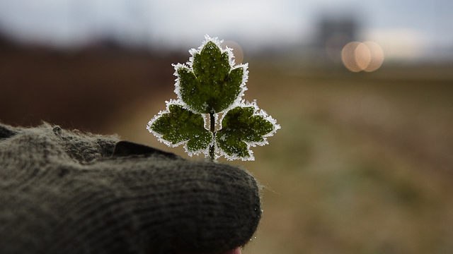 Заморозки, туман и дождь: какой будет погода в Калининградской области в пятницу