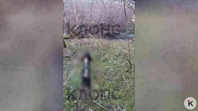 Рядом играли дети: житель посёлка в Калининградской области жестоко расправился с ощенившейся собакой  