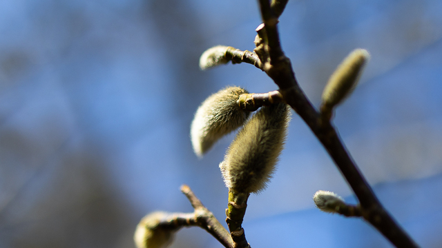 Вербные базары, концерты и ботанический фестиваль: 7 бесплатных событий уикенда в Калининграде и области 