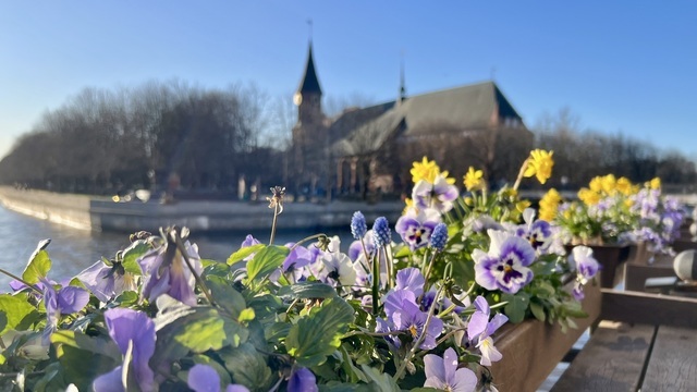 В Калининграде тропики сменит Арктика