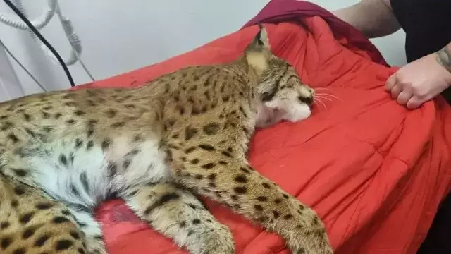 Нет денег: «Биосфера Балтики» прекратила приём диких животных на реабилитацию