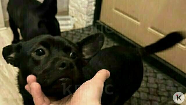 После публикации «Клопс» полиция задержала жителя Храброво, убившего свою собаку  