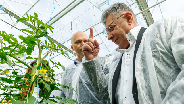 Овощей станет больше, дешевле - вряд ли: под Гвардейском открыли новый тепличный комплекс