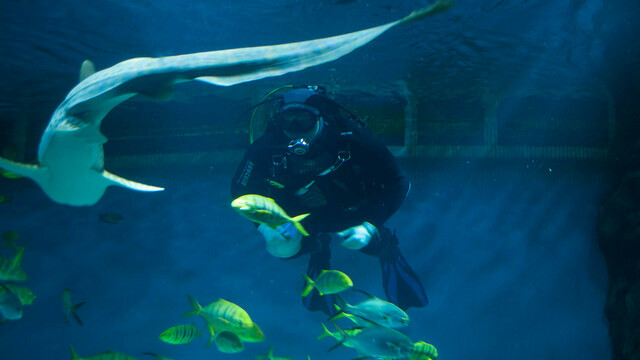 Узнают водолазов и дерутся за территорию: что скрывают аквариумы Музея Мирового океана