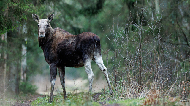 Встречи на Куршской косе